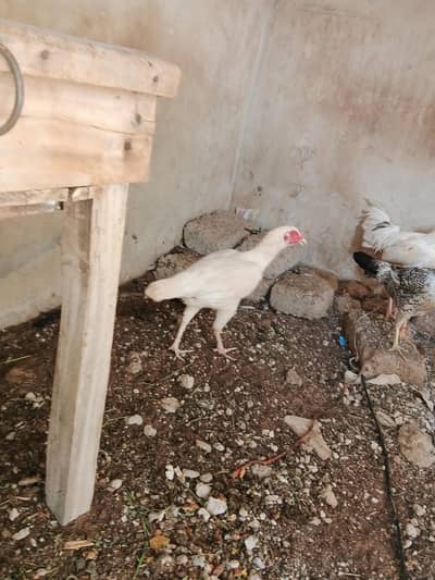 4 Murge ek murgi for sell hai