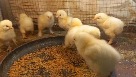 White Heavy Buff Chicks and Eggs 03204143422