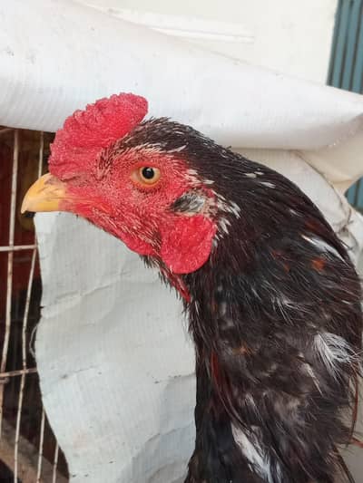 Aseel Laka Cheena curaz ma ha