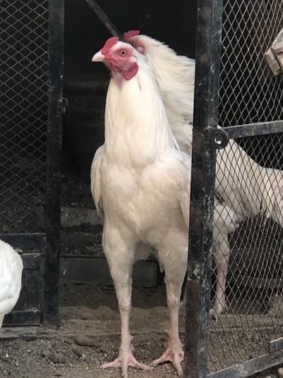 Original pure 3 Aseel heera 03402748082