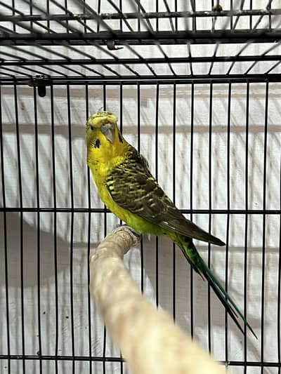 Jumbo Size Visual BlackWing HogoBreed