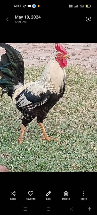 butter cup world,s most beautiful breed