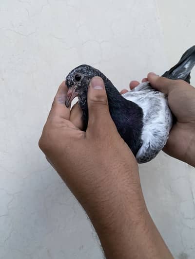 High fly high quality pigeons