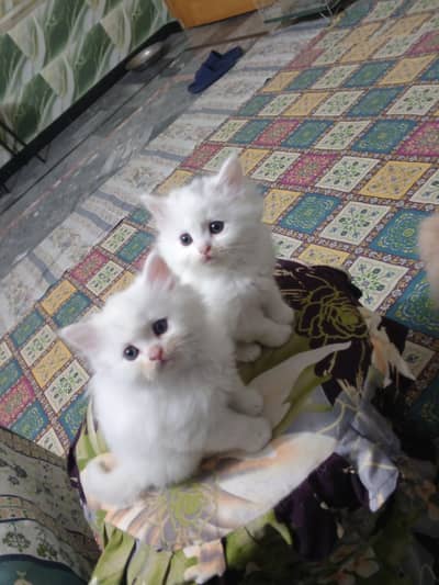 Kittens Persian Beautiful