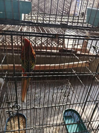Red rosella for sale