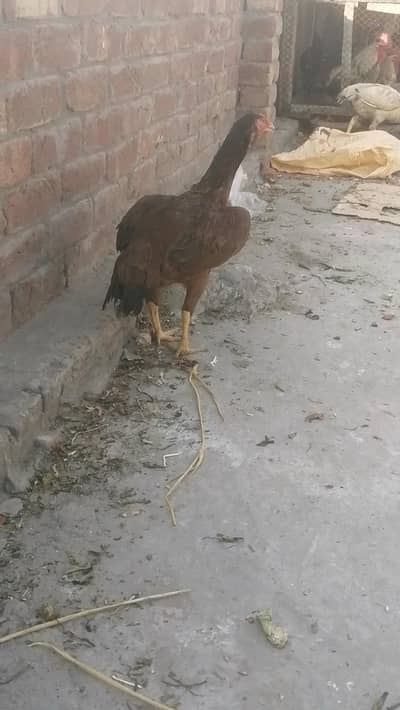 high quality ki aseel mugri Aseel madi he female aseel sindhi