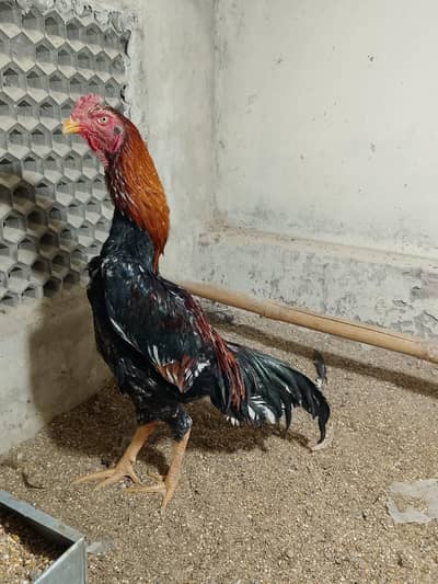 brown and black color