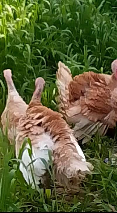 Turkey   3Females and 2Males