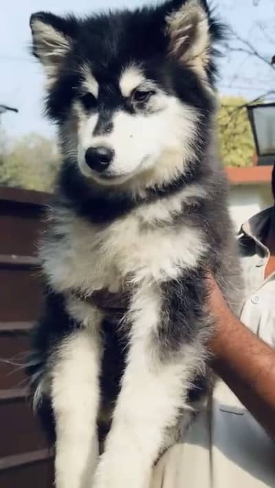 Black and white Siberian Husky Female Puppy/wooly coated
