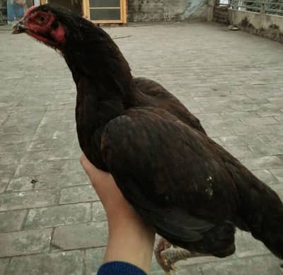 active and healthy aseel murgi