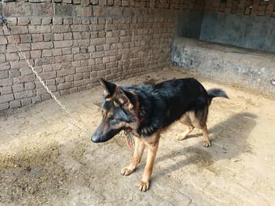 male Germen shepherd double coat available for sale