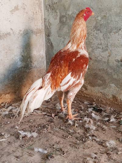 urgent aseel lakha patha or aseel pila Patha for sale 03125641760