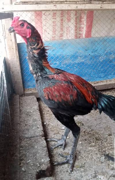 Thai pakoya 03209745706