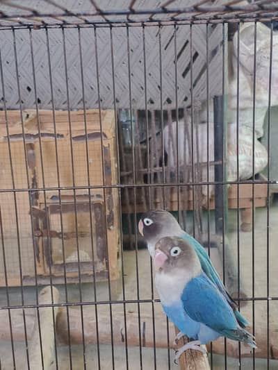 Lovebirds home breed in jumbo size full breeder pairs also 1 cage