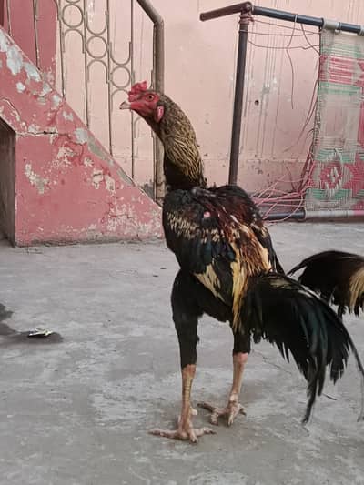 Aseel murga patha pure