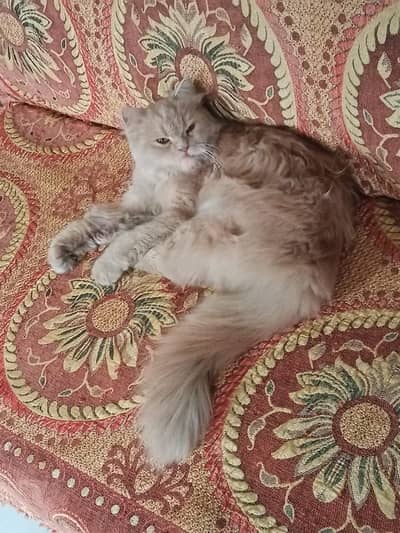 Persian cat