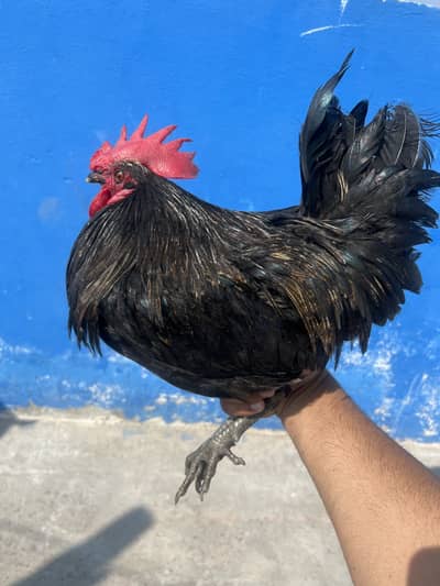 Desi hens for sale desi kukar