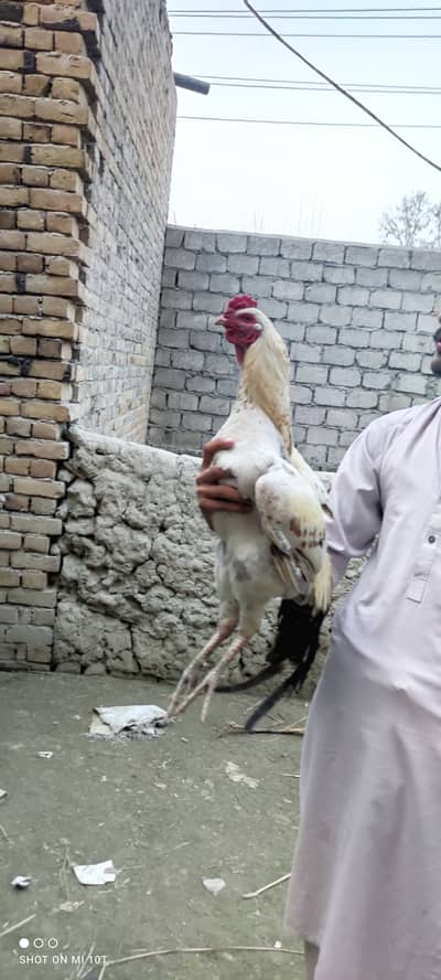 wight.  3 k g jisko lena hain WhatsApp per rabtha kre