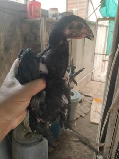 Aseel imported bloodlines