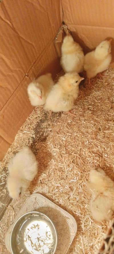Light Sussex Chicks