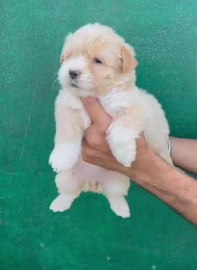 America Poodle | High Quality | Pair Puppies Available