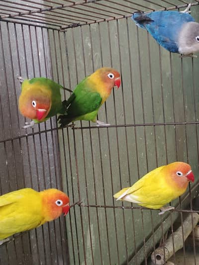 Lovebirds home breed in jumbo size full breeder pairs also 1 cage