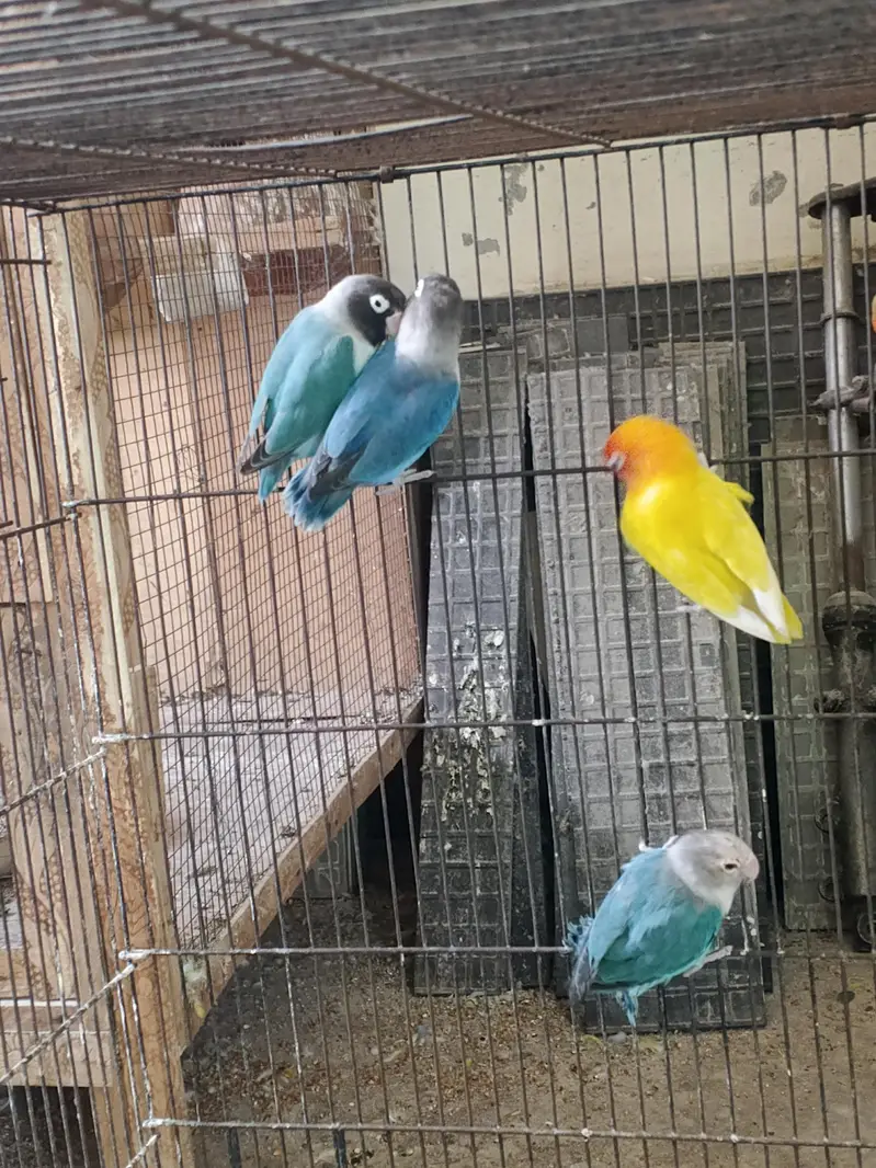 Lovebirds home breed in jumbo size full breeder pairs also 1 cage — photo 2