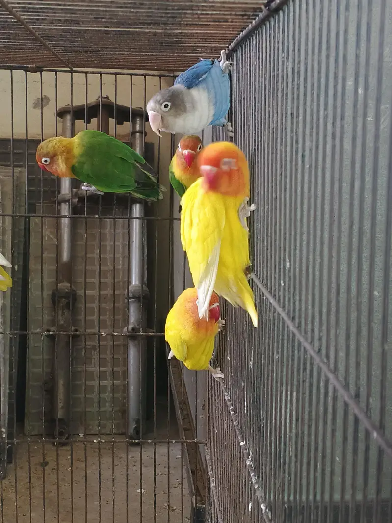 Lovebirds home breed in jumbo size full breeder pairs also 1 cage — photo 3