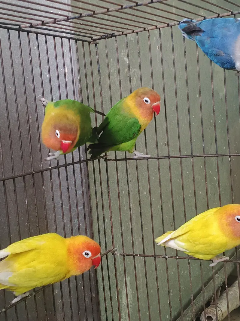 Lovebirds home breed in jumbo size full breeder pairs also 1 cage — photo 4