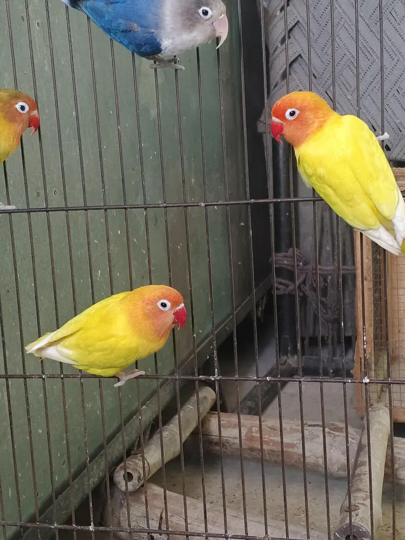 Lovebirds home breed in jumbo size full breeder pairs also 1 cage — photo 5