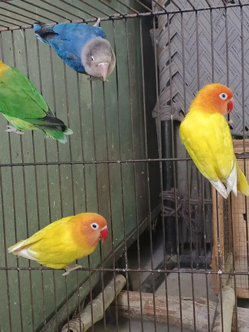 Lovebirds home breed in jumbo size full breeder pairs also 1 cage — photo 6