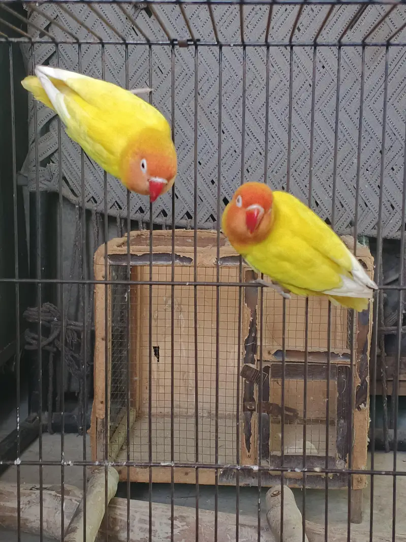 Lovebirds home breed in jumbo size full breeder pairs also 1 cage — photo 7