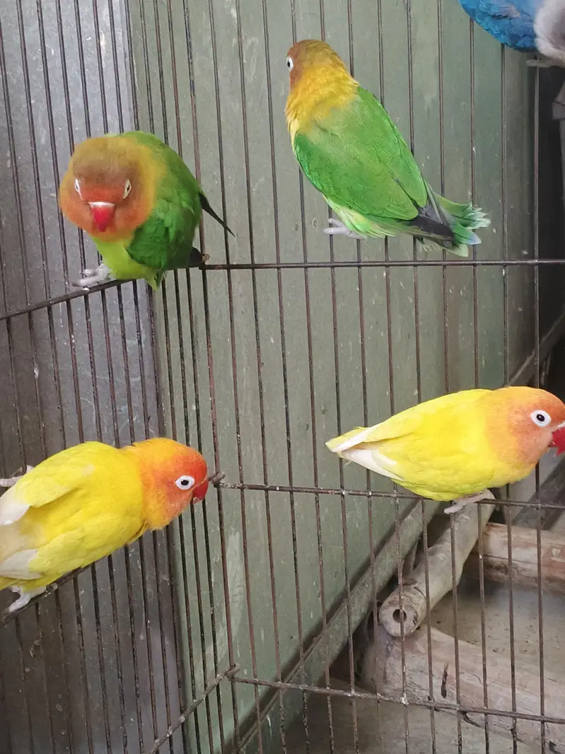Lovebirds home breed in jumbo size full breeder pairs also 1 cage — photo 9