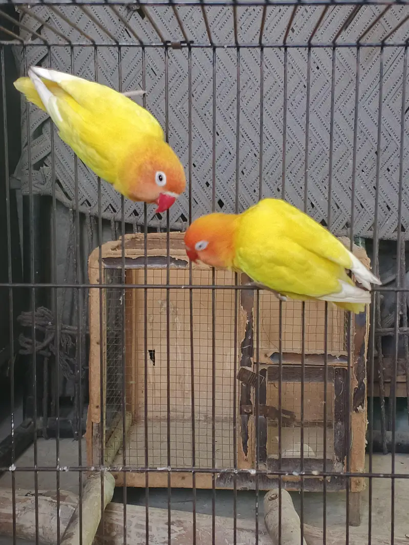 Lovebirds home breed in jumbo size full breeder pairs also 1 cage — photo 10