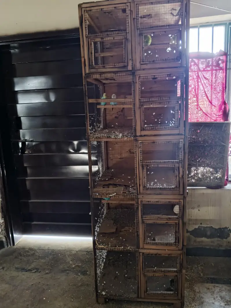 Lovebirds home breed in jumbo size full breeder pairs also 1 cage — photo 11