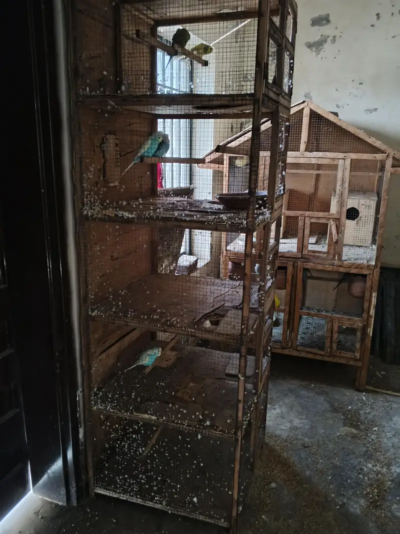 Lovebirds home breed in jumbo size full breeder pairs also 1 cage — photo 12
