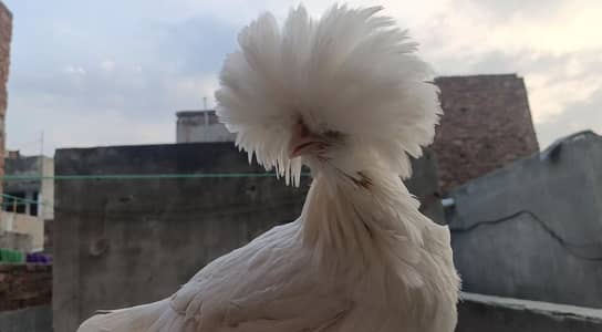 silkie hens polish hens fancy 03134514159