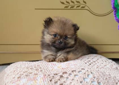 Pomeranian Puppies