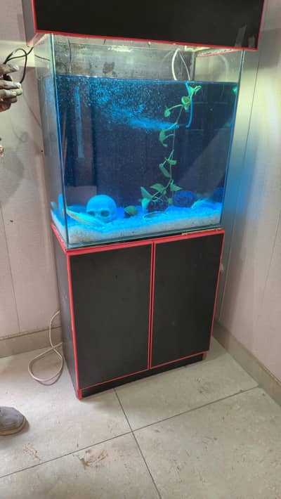 Fish Aquarium with catfish and multiple other