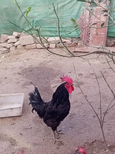 Austerlop Dasi urgent for sale