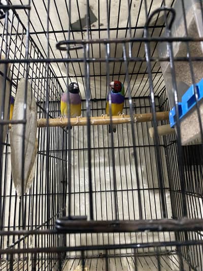 Healthy breader godian and java finch