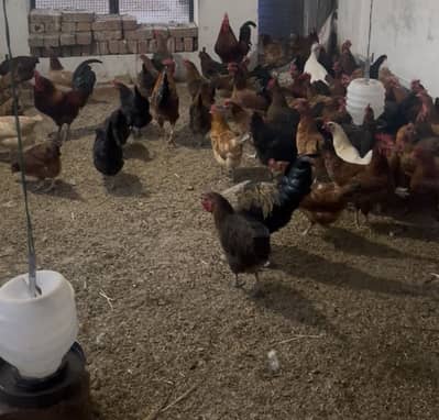 Golden Misri Healthy Active Eggs Laying