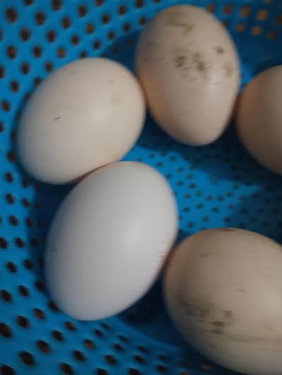 black dragon aseel eggs