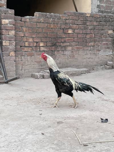 Aseel Java mianwali 03490163612