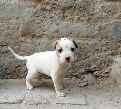 gultair male pup