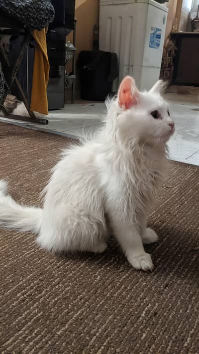 Adorably Fluffy Playfull Kitten For Sale Playful Kitten