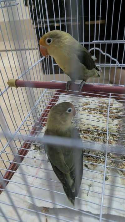 african euwing lovebirds rare mutation breeder pair