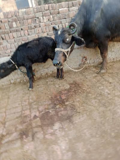 neli ravi bhains | katta | گائے | Buffalos for sale