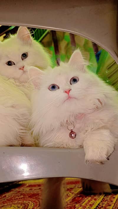 Persian Kitten and cat Triple coat