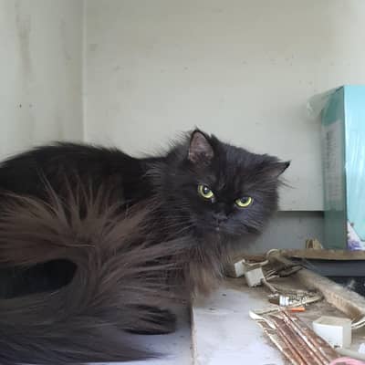 Persian cat triple cotted